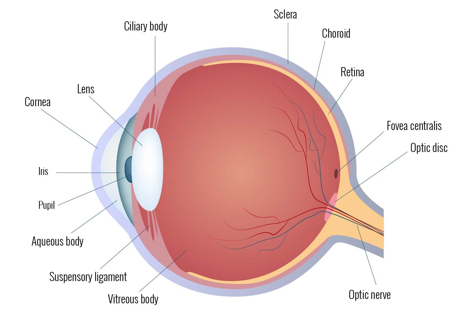 Anatomy Of The Eye e1765922978678